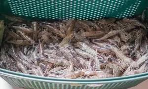 Un panier rempli de crevettes grises prêtes pour la cuisson.