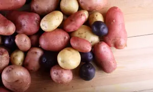 Un assortiment de pommes de terre rouge, jaunes et violettes, prêtes à être cuisinées.