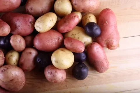Un assortiment de pommes de terre rouge, jaunes et violettes, prêtes à être cuisinées.