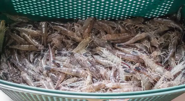 Un panier rempli de crevettes grises prêtes pour la cuisson.