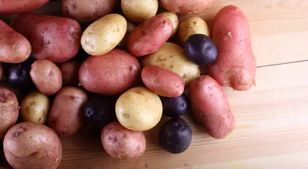 Un assortiment de pommes de terre rouge, jaunes et violettes, prêtes à être cuisinées.