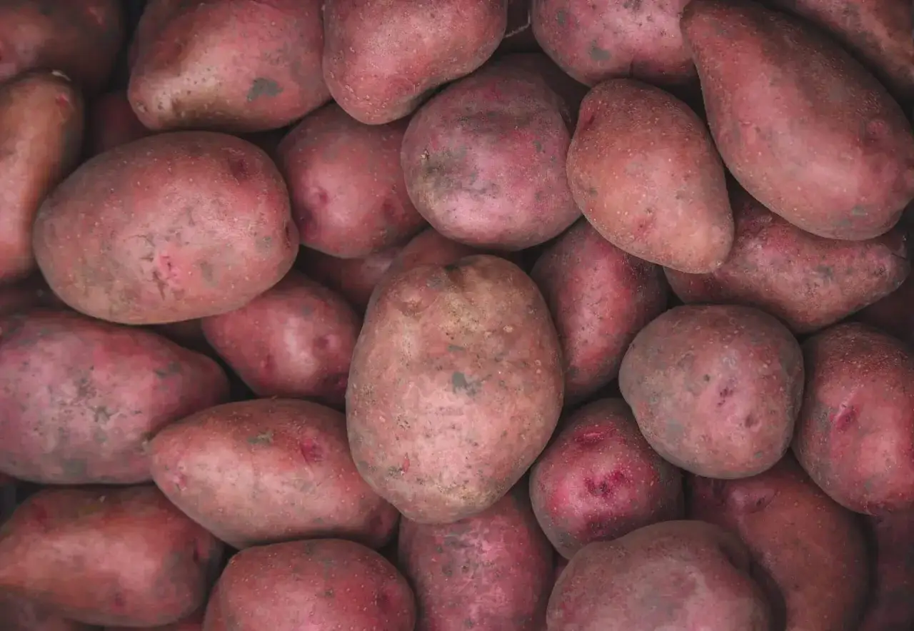 Gros plan sur une pile de pommes de terre rouge, certaines avec des taches de terre, pr&ecirc;tes &agrave; &ecirc;tre cuisin&eacute;es.