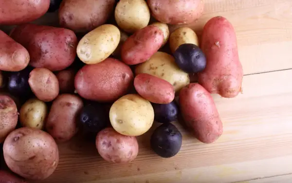Un assortiment de pommes de terre rouge, jaunes et violettes, prêtes à être cuisinées.